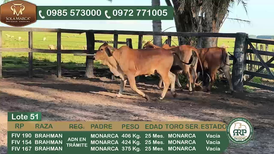 Lote 3 Hembras BRAHMAN a remate en 34º Feria especial de reproductores e invernada, Ñeembucú