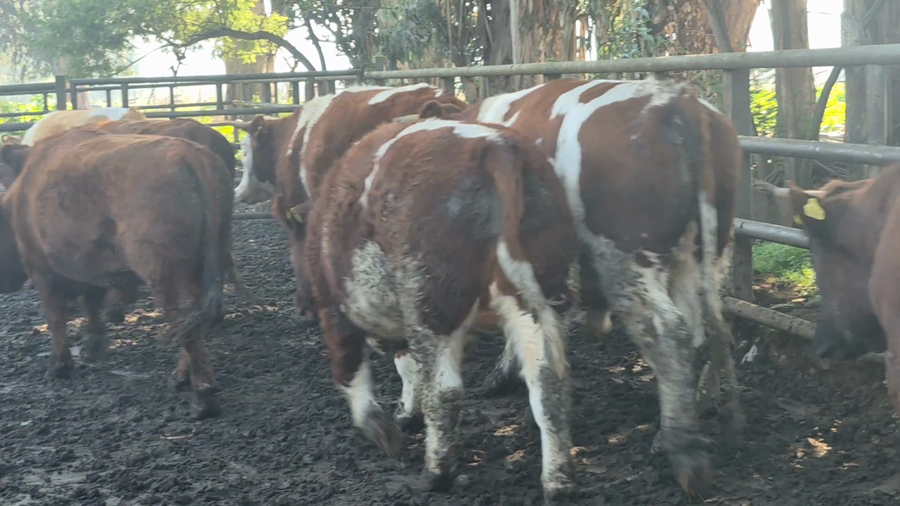 Lote 45 Novillo Gordo en Pelarco, VII  Región Maule