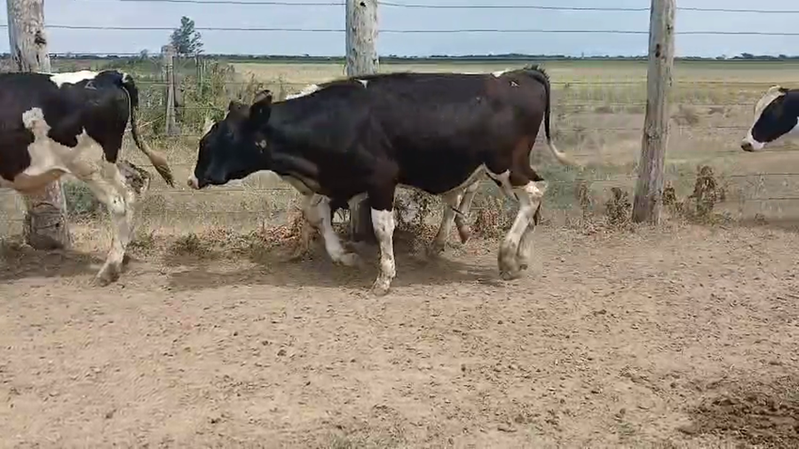 Lote 33 Terneros Holando Argentino, Jersey y Montbeliarde en Sunchales, Santa Fe
