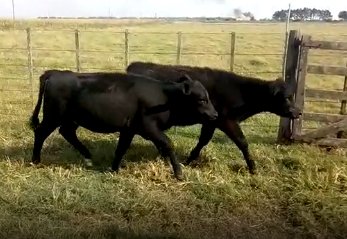 Lote 13 Novillitos y vaquillonas de 215Kg en Viamonte, Córdoba