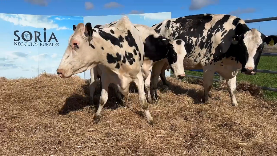 Lote VACAS PARIDAS CABAÑA MANGADO
