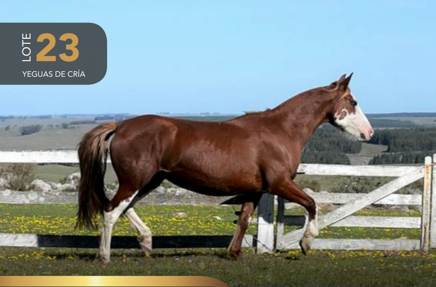 Lote Aquerenciada Serpentina