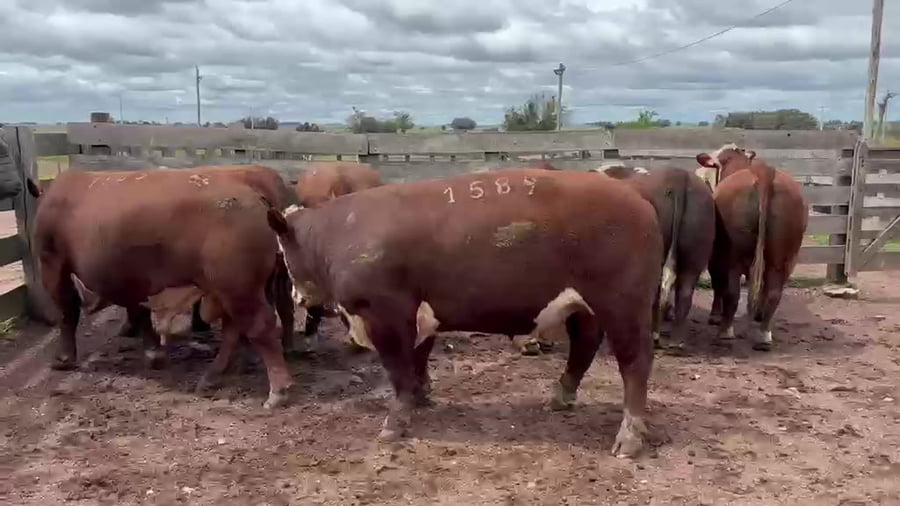 Lote Birriel Hnos / Doña Adela Hereford Lote 1