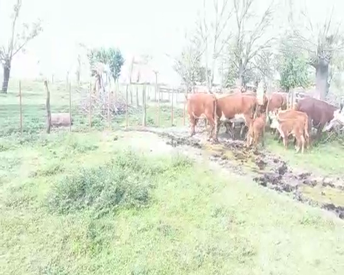 Lote 16 Vacas CUT paridas  en Buenos Aires, Pehuajó