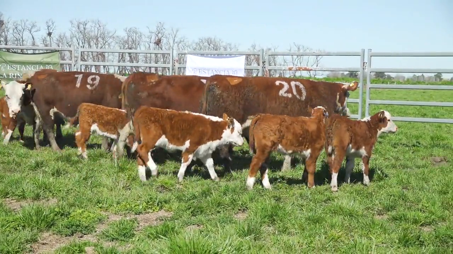 Lote Vacas con Cria HEREFORD