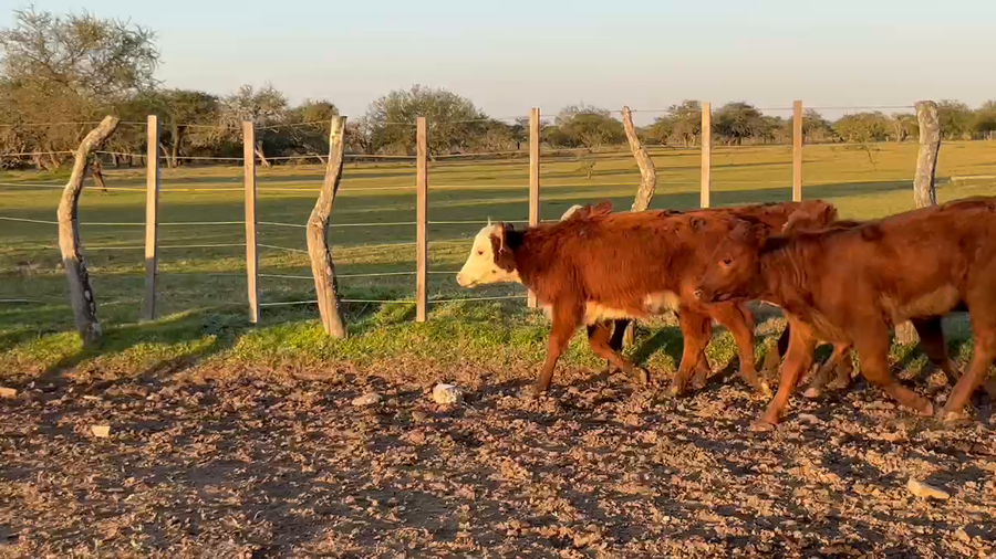 Lote 164 Terneros/as en Corrientes, Curuzu Cuatia
