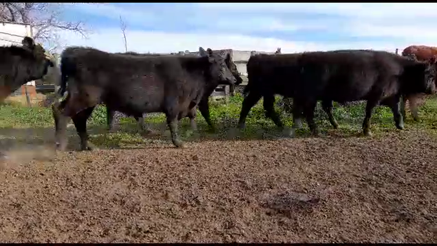 Lote 14 Terneros/as en Benito Juárez, Buenos Aires