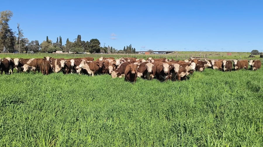 Lote 63 Terneros