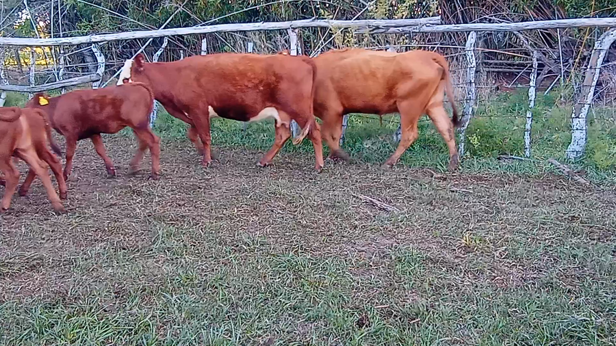 Lote 10 Vacas con Cría  en Corrientes, Mocoretá