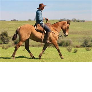 Lote SANTA GLORIA EMPALAGOSA