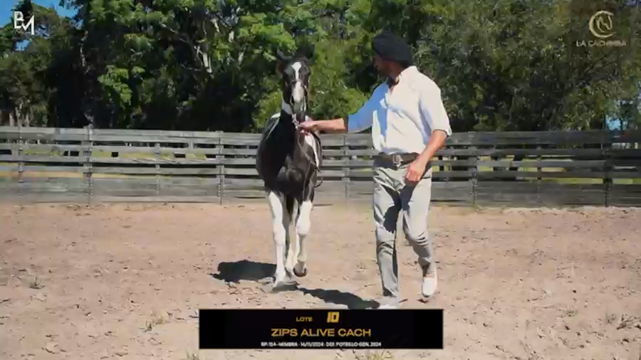 Lote ZIPS ALIVE CACH