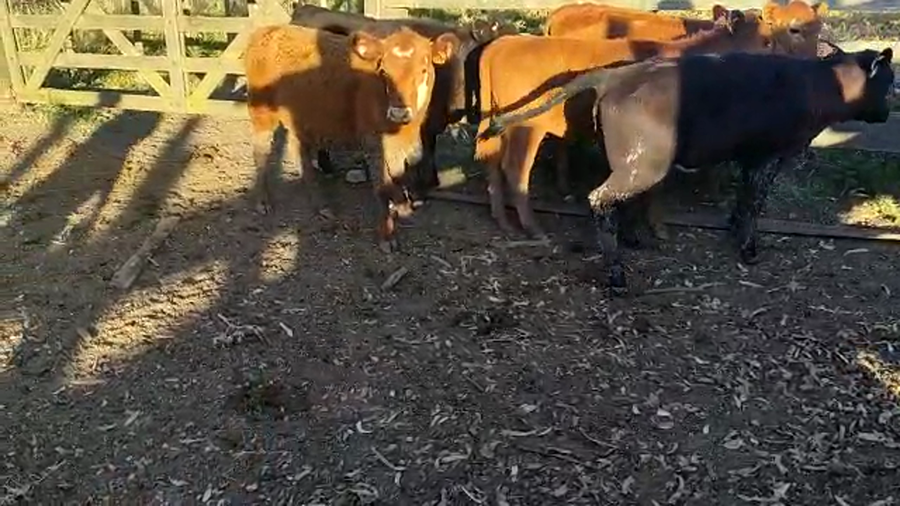 Lote 5 Terneras Angus