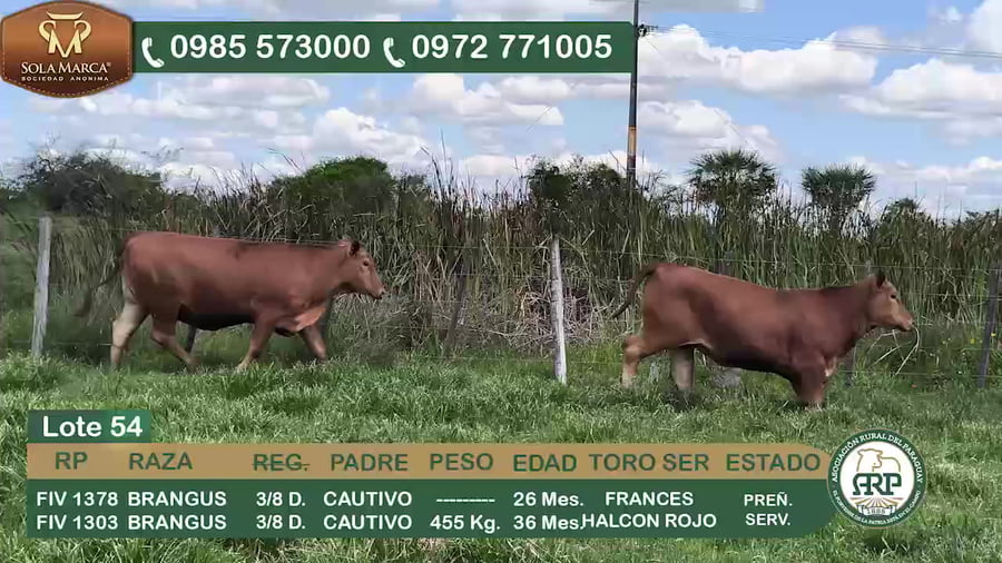 Lote 2 Hembras BRANGUS a remate en 34º Feria especial de reproductores e invernada, Ñeembucú