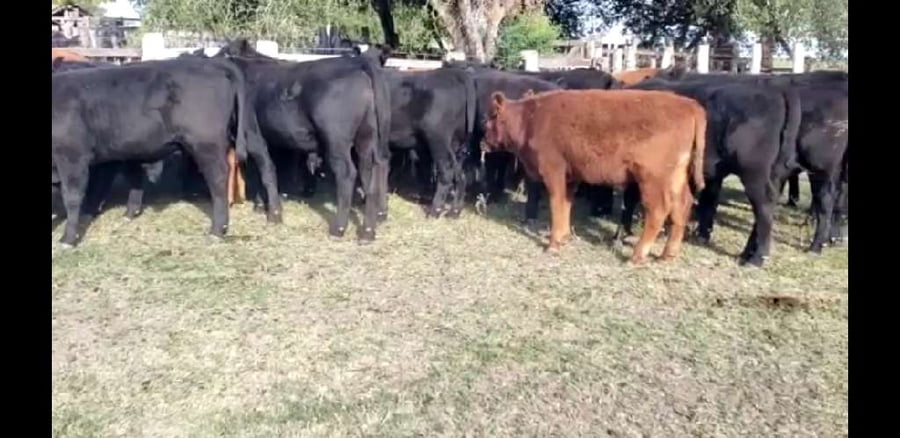 Lote 50 Terneros en Villaguay, Entre Ríos