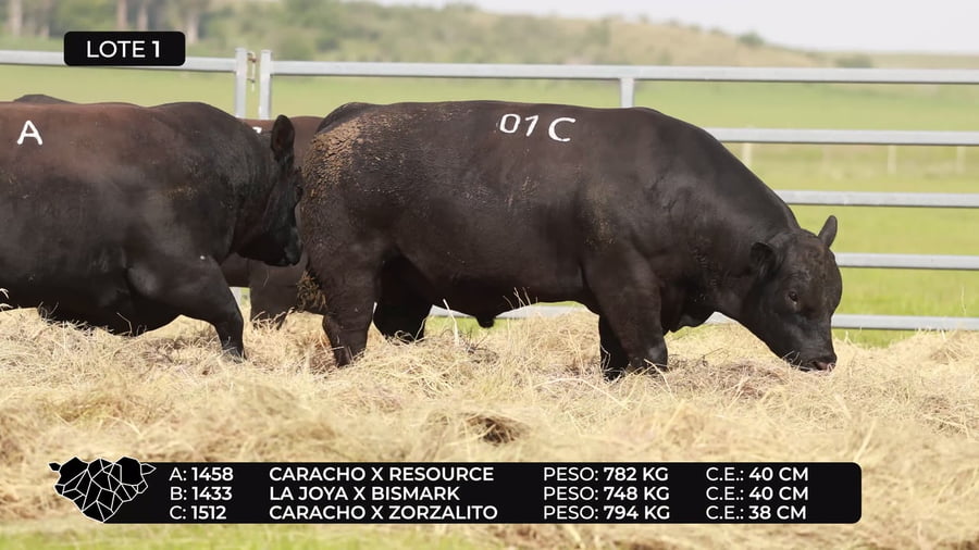 Lote Lote 1