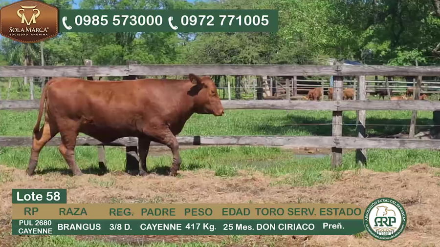 Lote Hembras BRANGUS a remate en 34º Feria especial de reproductores e invernada, Ñeembucú