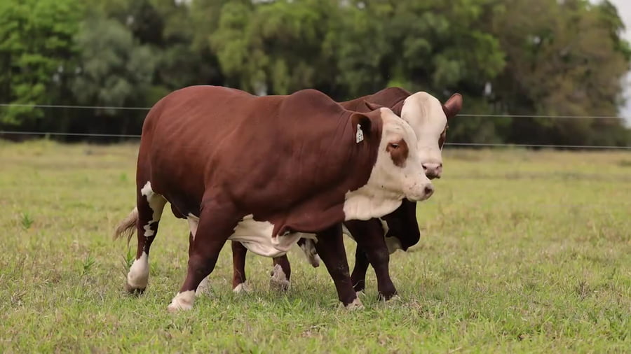 Lote Toros BRAFORD - Cabaña TENONDERA