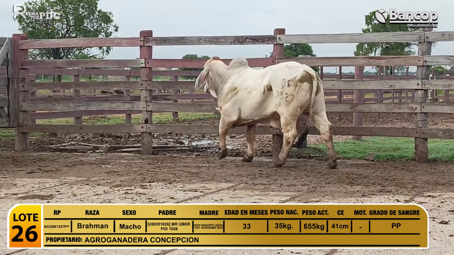 Lote Toros Brahman a remate en Viernes 30 de mayo- Remates PDC, Alto Paraguay