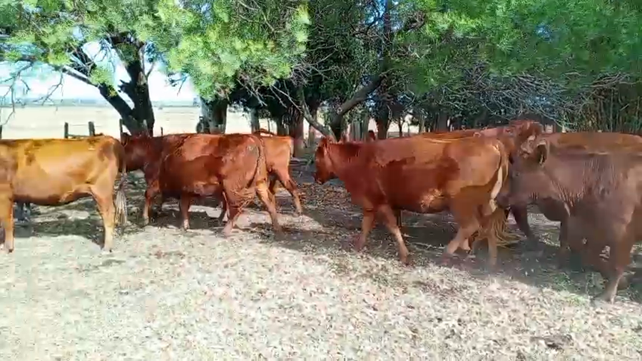 Lote VACAS ENTORADAS