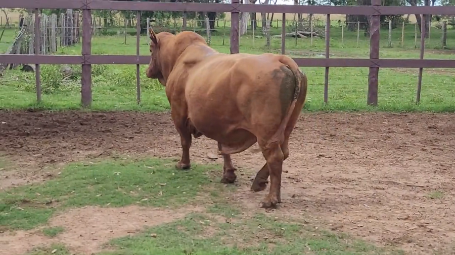 Lote Toros T. Brangus Rojo a remate en Remate de Reproductores, Asunción