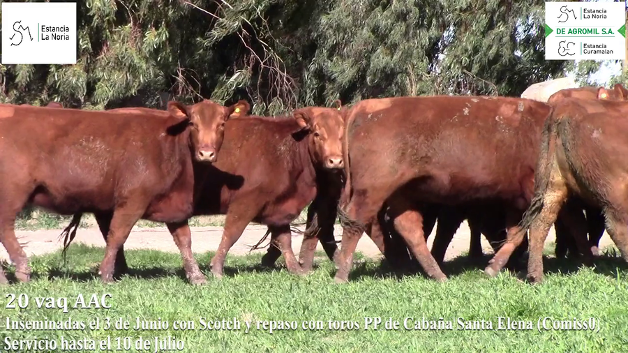 Lote Vaquillonas "La Noria"