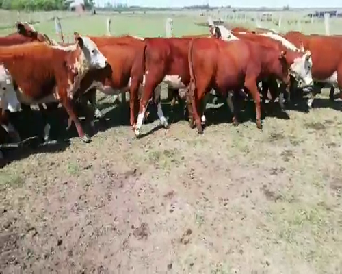 Lote 67 Terneros/as en Villaguay, Entre Ríos