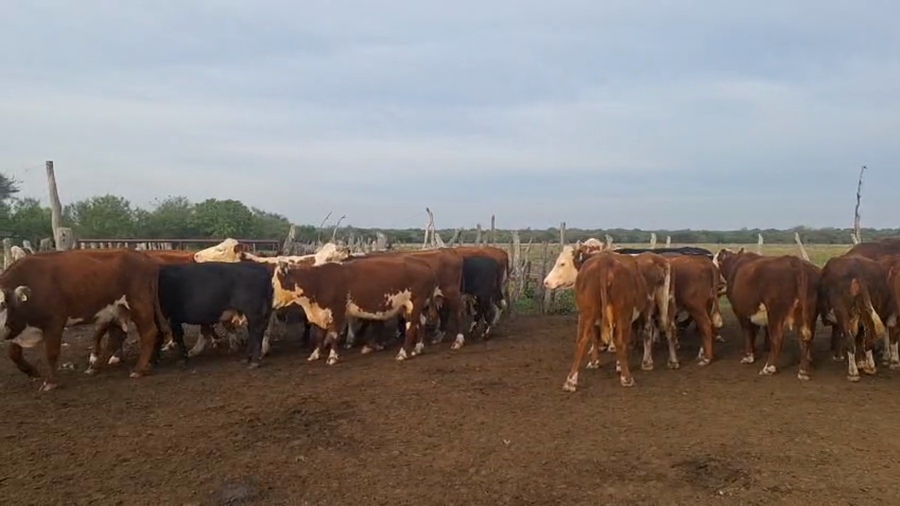 Lote 28 Vacas de invernar