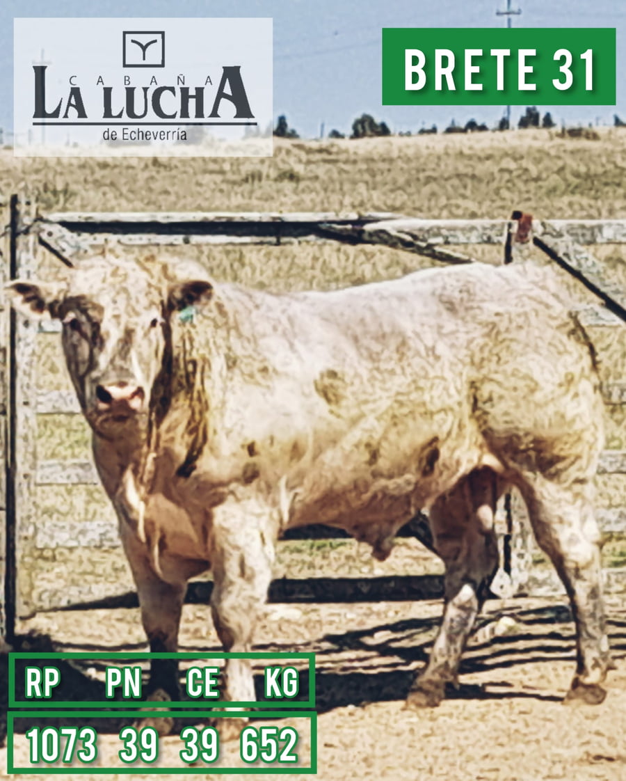 Lote TOROS CHAROLAIS PI