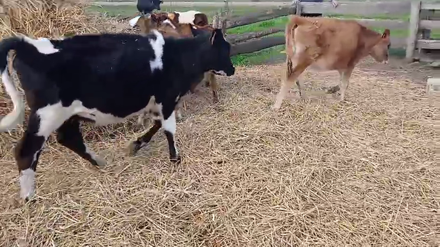 Lote 6 Terneras a remate en Pantalla Aniversario - Escritorio Camy 130kg - , San José