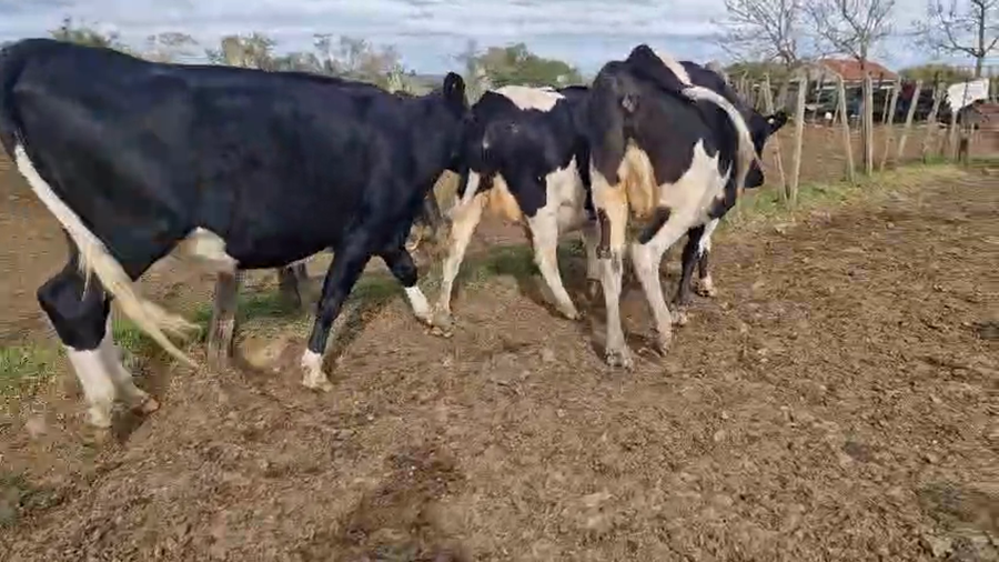Lote 3 Vaquillonas  a remate en Pantalla Especial de Otoño, San José