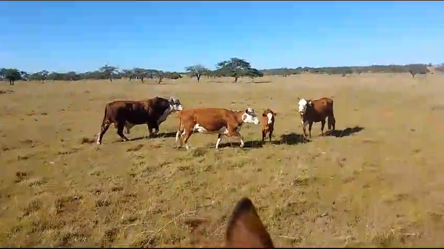 Lote 1 Toros de invernar en Corrientes, Monte Caseros