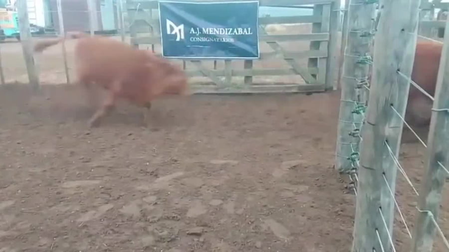 Lote NOVILLOS 1 a 2 AÑOS