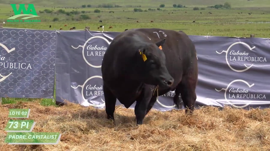 Lote Toro PC