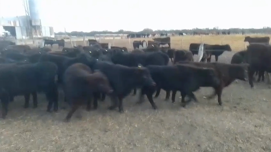 Lote 55 Terneros/as en Entre Ríos, Villaguay