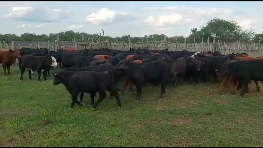 Lote 70 Terneros en Federal, Entre Ríos