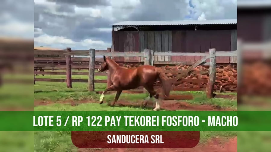 Lote PAY TEKOREI FOSFORO