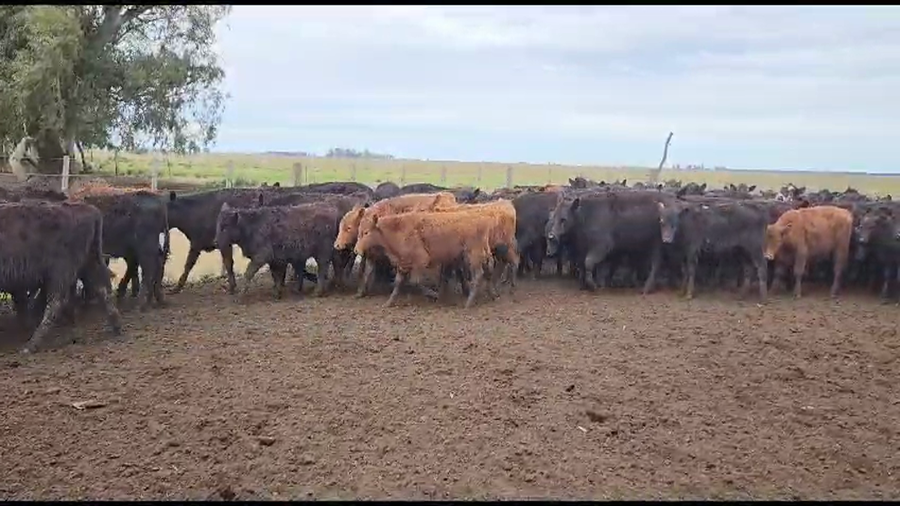 Lote 65 Terneros en Ayacucho, Buenos Aires