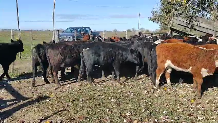 Lote 58 Terneras en Brandsen, Buenos Aires