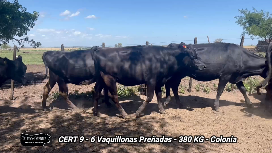 Lote 6 Vaquillonas 1 a 2 años en Soriano