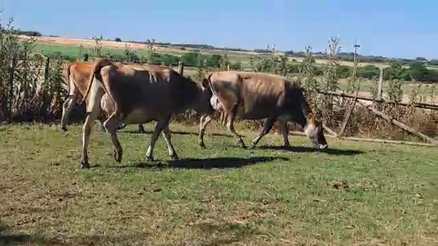 Lote 3 Vaq Preñadas