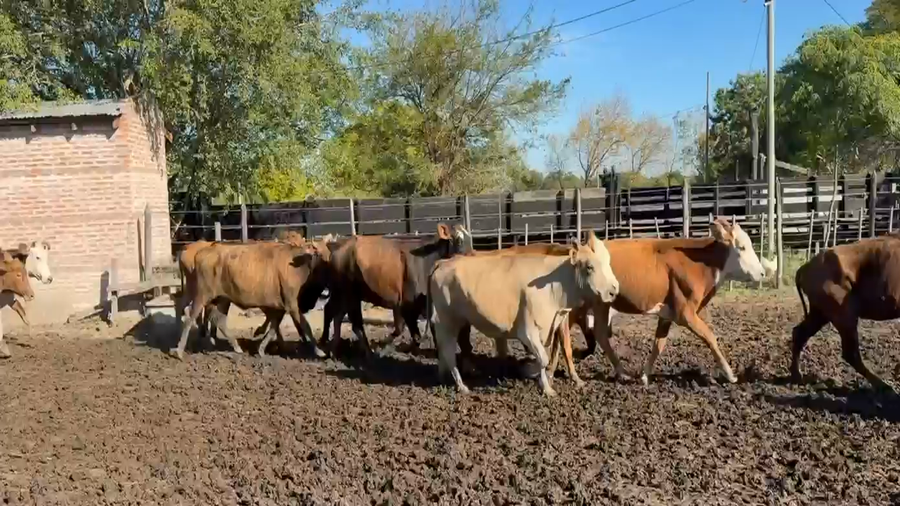 Lote 22 Vacas p/ invernar