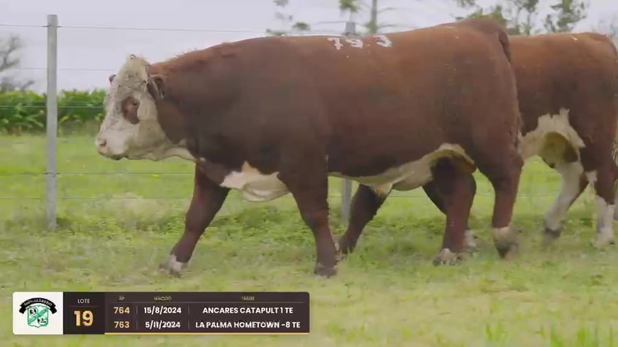 Lote Lote 19