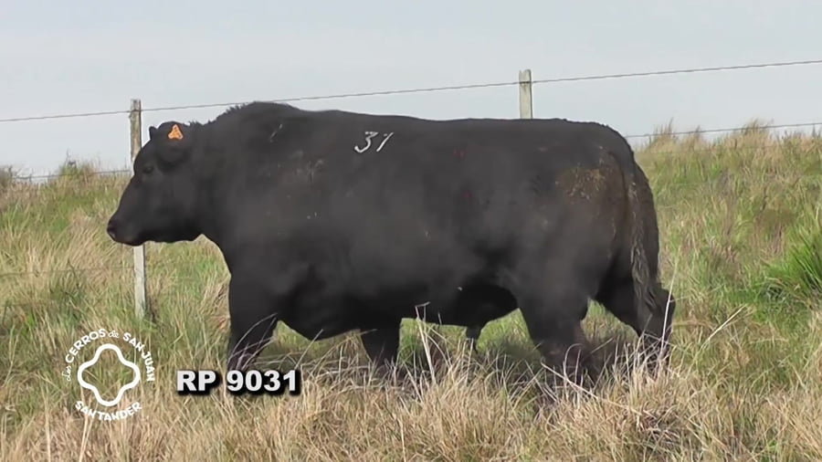 Lote Toro Aberdeen Angus SA de 3 años