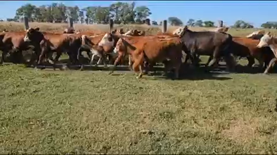 Lote 105 Terneros/as en Mariano I. Loza, Corrientes