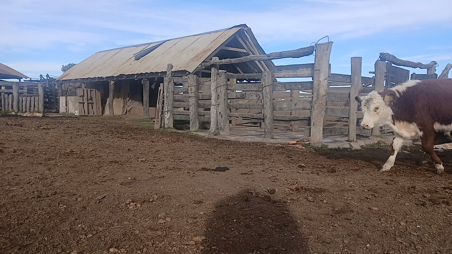 Lote 60 Terneros en Corrientes, Curuzú-Cuatiá