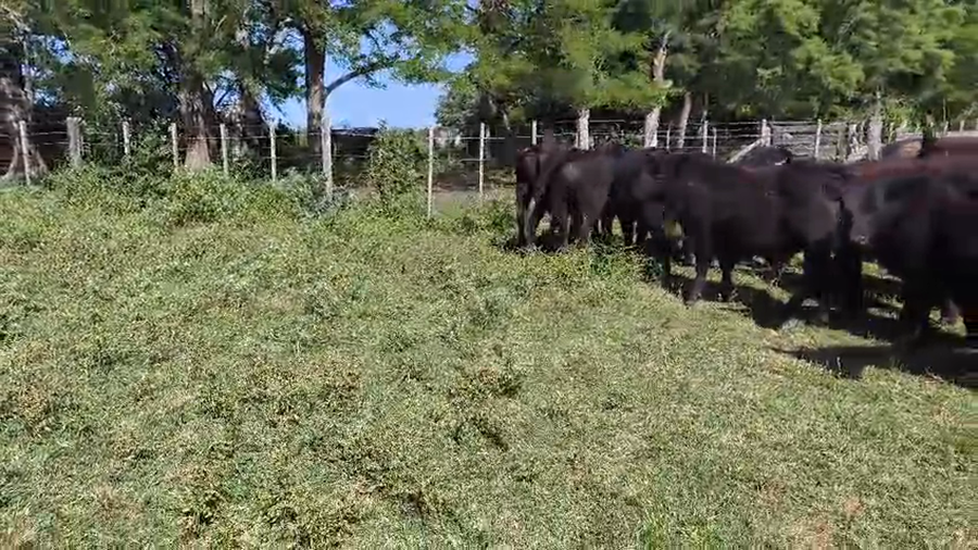 Lote 35 Novillitos y vaquillonas