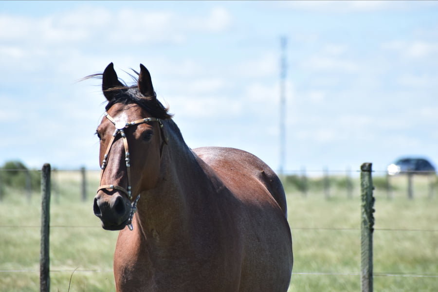 Lote TARANTELA SAN TELMO