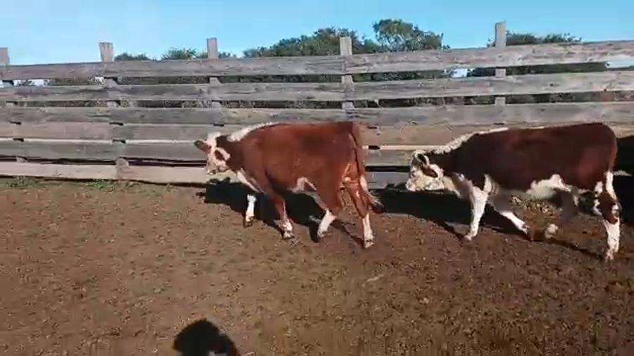 Lote 18 Terneros y Terneras a remate en Pantalla Camy Mayo - Desde La Cuenca 160kg - , San José