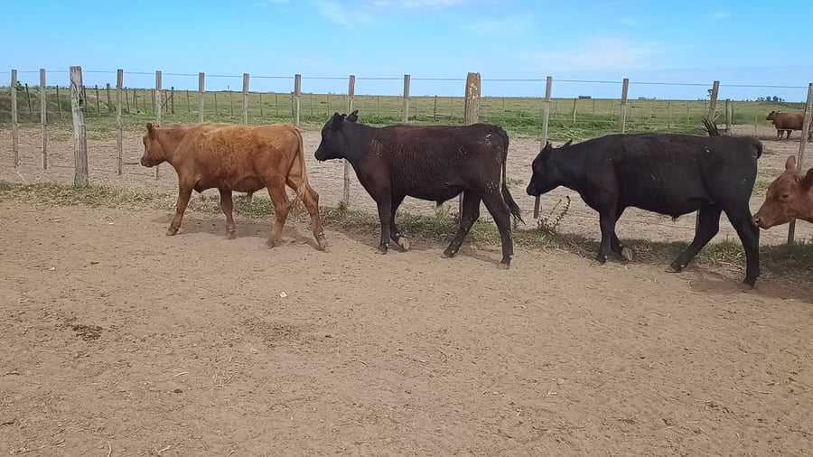 Lote 71 Terneros