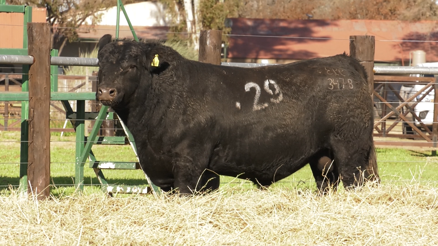 Lote TOROS ANGUS PURO CONTROLADO